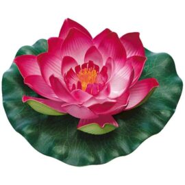 PondoLily rosa