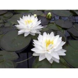 Nymphaea Gonnére