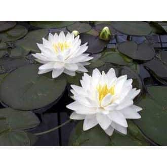 Nymphaea Gonnére