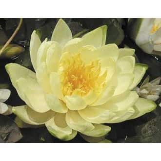 Marliacea Chromatella