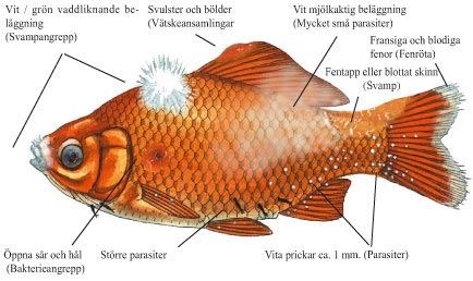 På svamp symptomer Svamp under