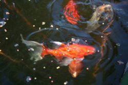 guldfisk_fisk_vattenliv