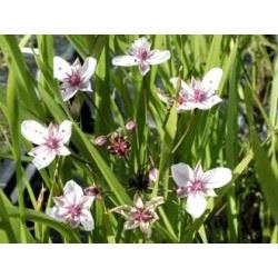 Blomvass