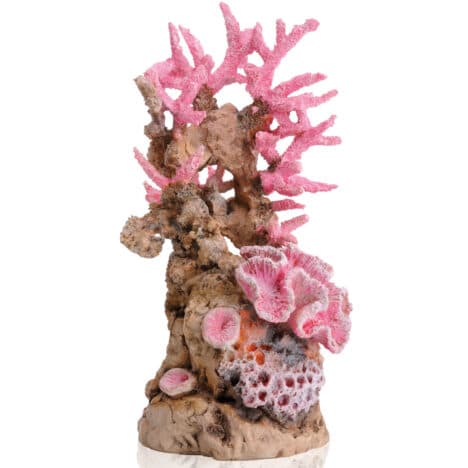 Korallrev rosa