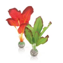Silkesplantor set S, röd-grön