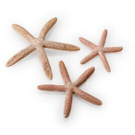 Sjöstjärnor, natur