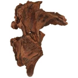 Bogwood trärot, Fågel