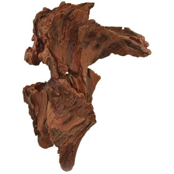 Bogwood trärot, Fågel