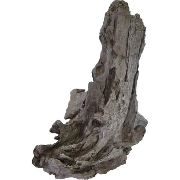 Rockwood trärot, Spira