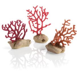 Korall på sten, set